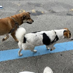 강아지주인을찾습니다