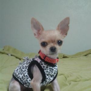 광주광역시 북구 각화동 글로벌아파트 요크셔테리어 강아지 찾습니다