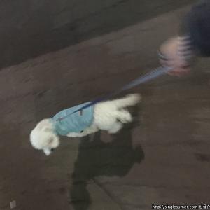 화이트크림푸들 비숑만큼 예쁜 외모 9개월애기 분양합니다..