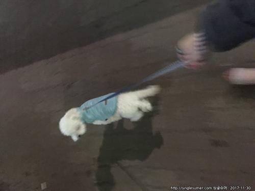 화이트크림푸들 비숑만큼 예쁜 외모 9개월애기 분양합니다..