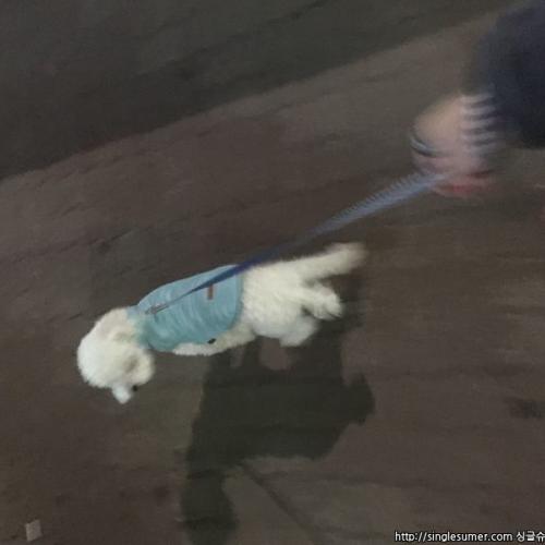 화이트크림푸들 비숑만큼 예쁜 외모 9개월애기 분양합니다..