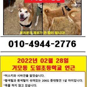 황색털과 흰색털이 섞인 20kg 중대형견 찌순이를 찾습니다.