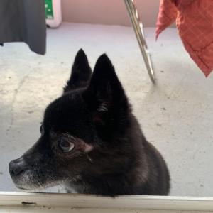 검은색 사당4동 주민센터 강아지 찾습니다.