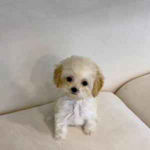 <5만원> 귀염둥이 크림푸들 왕자님 분양합니다!