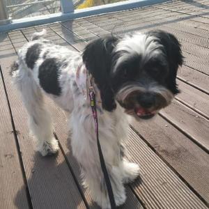 태양이를 찾아주세요ㅜ.ㅜ