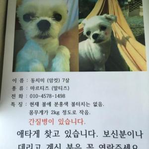 은평구 구산동 말티즈 2키로 여아 찾져요