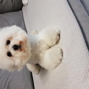 강아지를 찾습니다