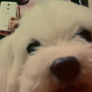 연수4단지 말티즈 여아!!