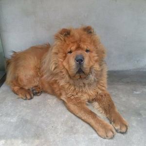 갈색 차우 차우 장군이를 찾습니다