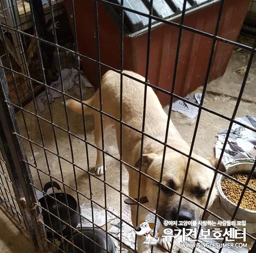 천안유기동물보호소에 있는 핏볼 남아 분양글 올립니다~