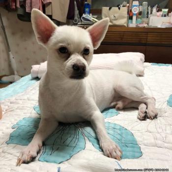 스피츠(곰이)를 찾습니다