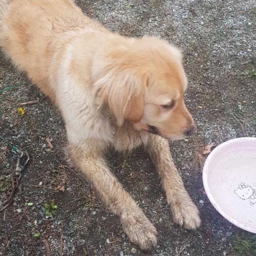 골든 리트리버 보호중입니다.