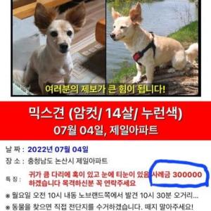 믹스견 강아지 찾아요