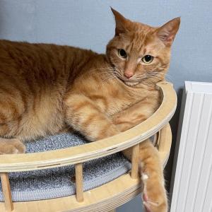 수컷 치즈 코숏 고양이 찾습니다.