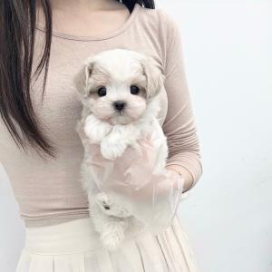 애교 많고 지능 높은 말티푸분양 보내요~