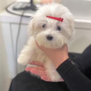 예약취소 된 꼬똥드툴레아+미니비숑 꼬숑드툴레아 아이 소개합니다