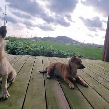 강아지 두마리가 사라졌어요ㅜㅜ