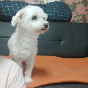 해미읍성근처에서 잃어버린 말티즈찾습니다ㅜㅜ