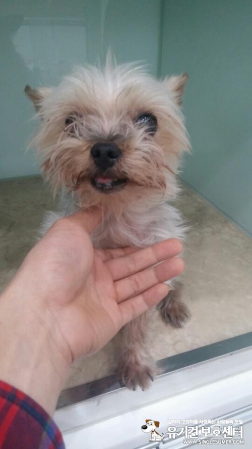 요크셔테리어 남아 견주분 찾습니다