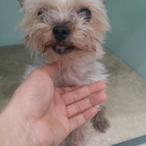 요크셔테리어 남아 견주분 찾습니다