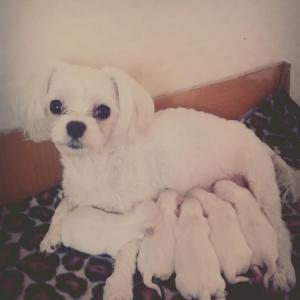 인천 서구 말티즈 암컷 찾습니다.