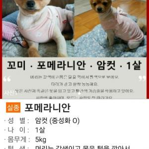 강아지좀 찾아주세요!!