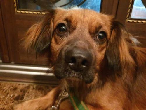 김포시 장기동 청송마을 6단지내에서 발견한 유기견 보호중입니다!