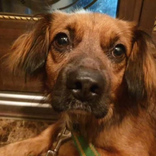 김포시 장기동 청송마을 6단지내에서 발견한 유기견 보호중입니다!