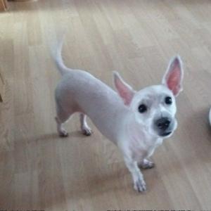 경기 오산 흰색 짧은털 뾰족귀 화이트테리어