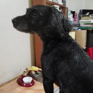 강아지 찾습니다