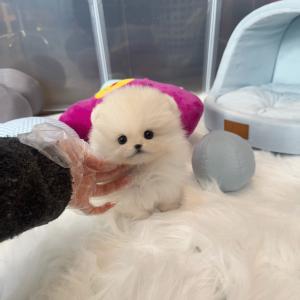 2개월령 포메라니안분양 보냅니당