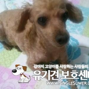 갈색푸들 똘이를 찾습니다