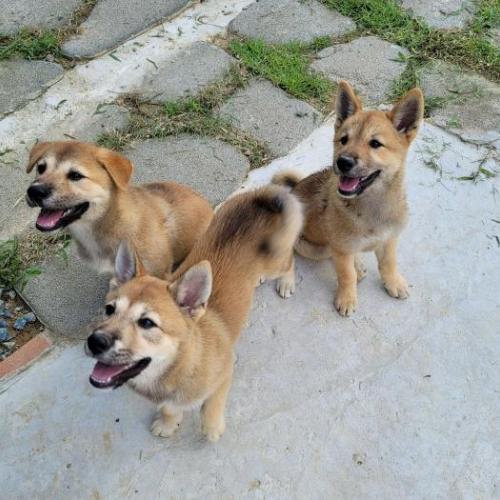 진도믹스 3개월 여아 3마리 무료 분양합니다!!!