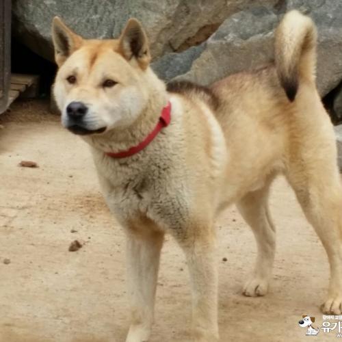 달서구 본리동에서 발견했습니다.