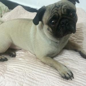 강아지를 찾습니다.