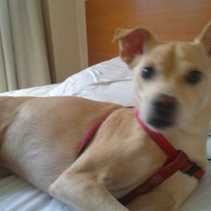 믹스견 찾아요 경기도 시흥시 월곶동 보건소