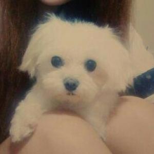 경기도수원시권선구서둔동 말티즈 여아 찾아요ㅠㅠ!!