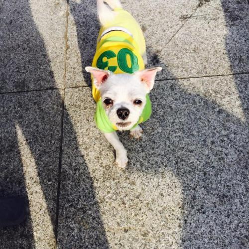 정읍 정읍천변에서 말티즈를주웠습니다