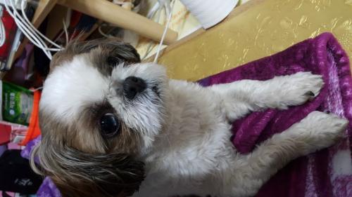 시츄 남아 보호중입니다.