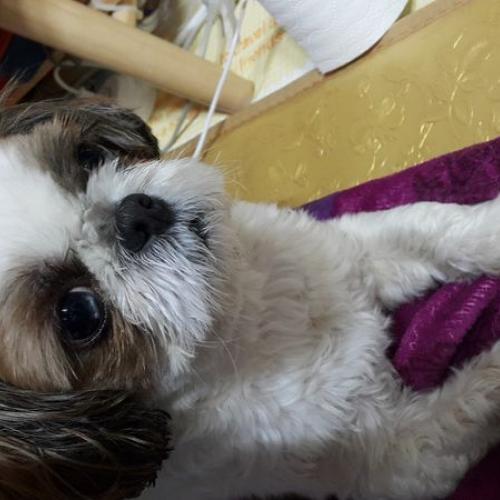 시츄 남아 보호중입니다.