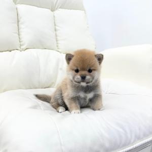 귀여움과 독립심을 가진 시바견분양 보내