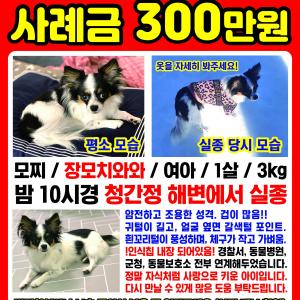 저희강아지 제딸모찌를찾습니다