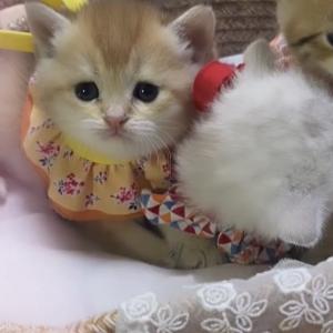오산시 오산동 희망연립 라동 뒷편  잃어버린 브리티쉬 숏헤어 골드색 고양이를 찾습니다