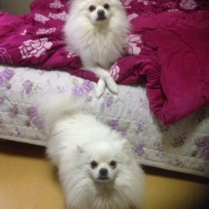 ★★★★부산 사상구 엄궁동 화이트 포메라니언 (두치) 강아지를 찾습니다★★★★