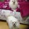 ★★★★부산 사상구 엄궁동 화이트 포메라니언 (두치) 강아지를 찾습니다★★★★