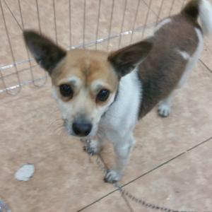 믹스견 얼룩무늬 또또를 찾습니다