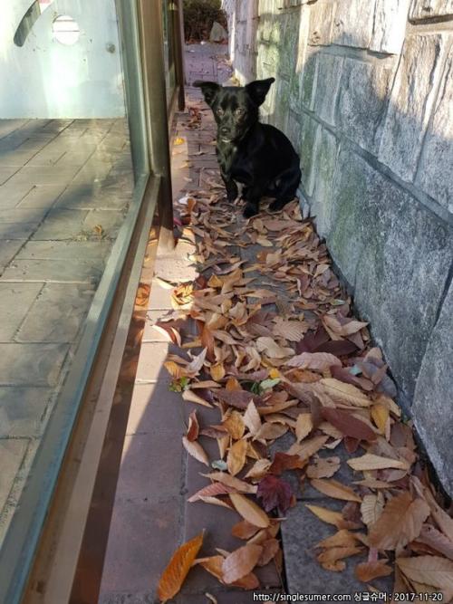 검은색 개 주인찾습니다.(인천광역시 동구 송림동부근 발견)