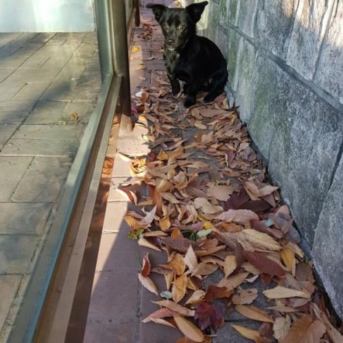 검은색 개 주인찾습니다.(인천광역시 동구 송림동부근 발견)