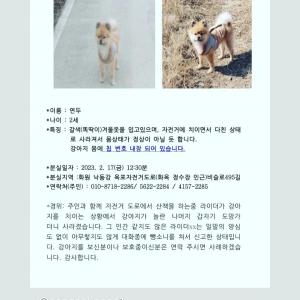 가족같은 강아지를 첮습니다