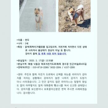가족같은 강아지를 첮습니다